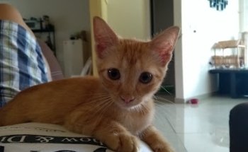 Vetlife Clinica Veterinaria