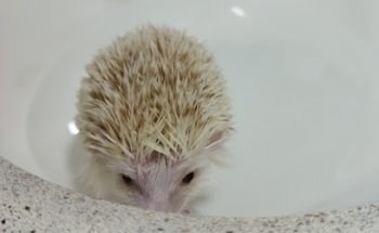 Hospital Veterinario San Felipe