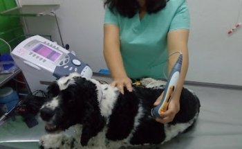 CaliPet Servicios Veterinarios