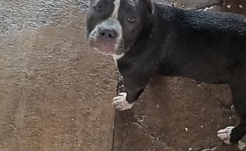 Clinica Veterinaria VETSON