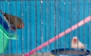 Veterinaria El gallito