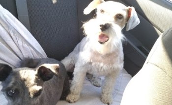 Veterinaria Dr. Navarro