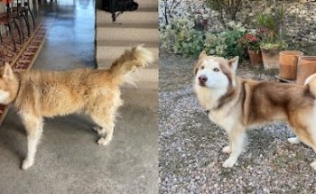 Veterinaria ProVet - Dr. Em (Centro Veterinario)