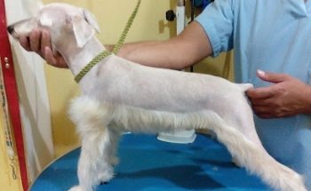 Estilo Animal Veterinaria