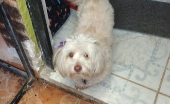 Clínica Veterinaria Del valle