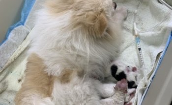 CLÍNICA VETERINARIA 