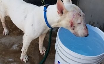 Barn and Veterinary del Sol