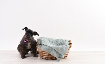 VETERINARY MEDICAL OFFICE