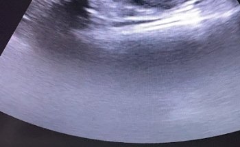 Veterinaria Clinica y estetica canina Perros y Gatos