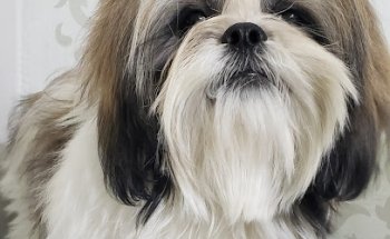 Funny Veterinary Pet