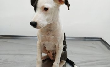 Clínica y Farmacia Veterinaria Reforma