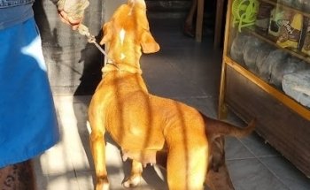 Clínica Veterinaria Animal Center