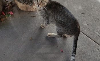 CLÍNICA VETERINARIA AGIABAMPO