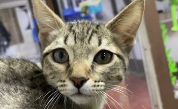 Clínica Veterinaria CHAPIS