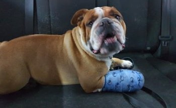 Hospital Veterinario Naucalpan S.c.