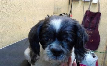 Pet's cecilio robelo