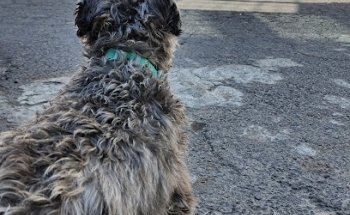 Clínica veterinaria