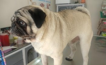 VETERINARIA El Mundo Mágico de las Mascotas