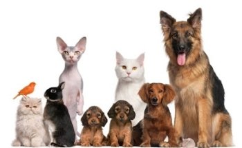 Clínica Veterinaria Villa Mascota