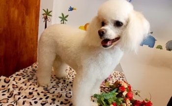 Veterinaria y Estética Canina Dr Jaramillo