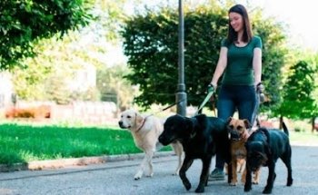 Clivet Buenavista Servicios Veterinarios