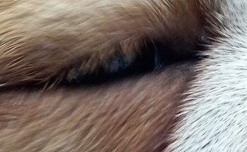 CLÍNICA VETERINARIA DE ALEMÁN