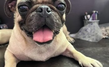 Friendly Pets Veterinaria