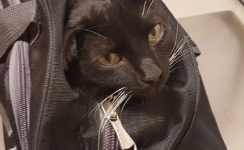 Clinica Veterinaria UVNE