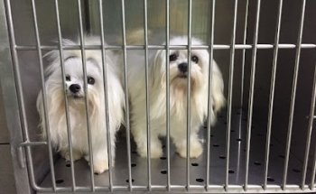 Hospital Veterinario Chapultepets Ley del Valle