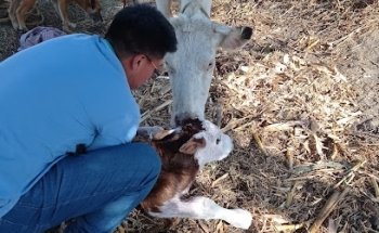 Consultorio Veterinario Cat & Cat