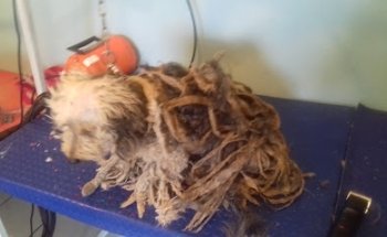 Veterinaria y Estética Canina