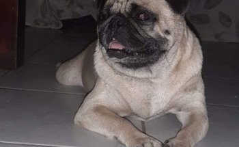 Veterinaria y Estética Canina Del Carmen