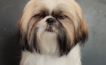 The Barber Dog Juriquilla