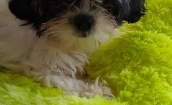 Veterinaria de Gante