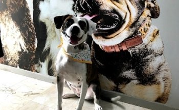 Clinica Veterinaria Harpa