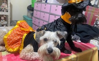 Veterinaria Dog Center