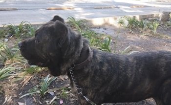 Clínica Veterinaria Ángel