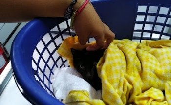 Hospital Veterinario, Con Sentidos