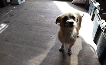 Veterinaria, Mascotas y Estética Canina 