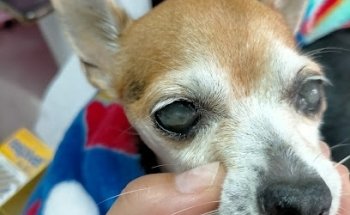 Veterinaria San Agustín