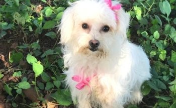 Hospital Veterinario Mazatlán