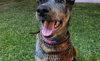 Hospital Veterinario DINGO