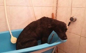 Consultorio Médico Veterinario Medi Can