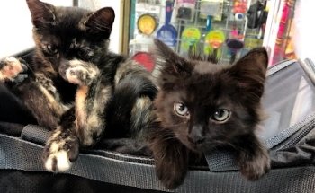 VETERINARIA BENJI LOMAS ESTRELLA