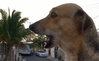 Consultorio Veterinario