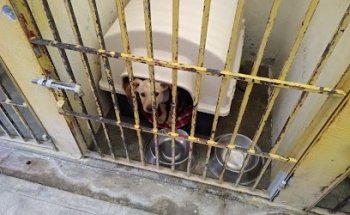 Centro De Control Canino