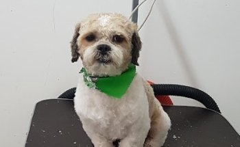 Grupo Medico Zitromed