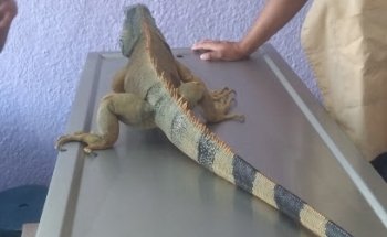 clinica veterinaria quinto sol