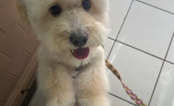 Clinica Veterinaria Dog Mountain tienda Tlalnepantla