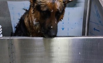 Clínica Veterinaria del Valle